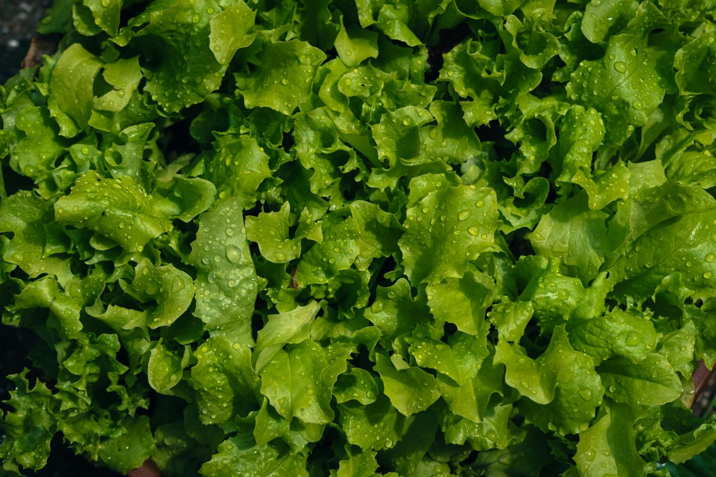 Salata Lianabel