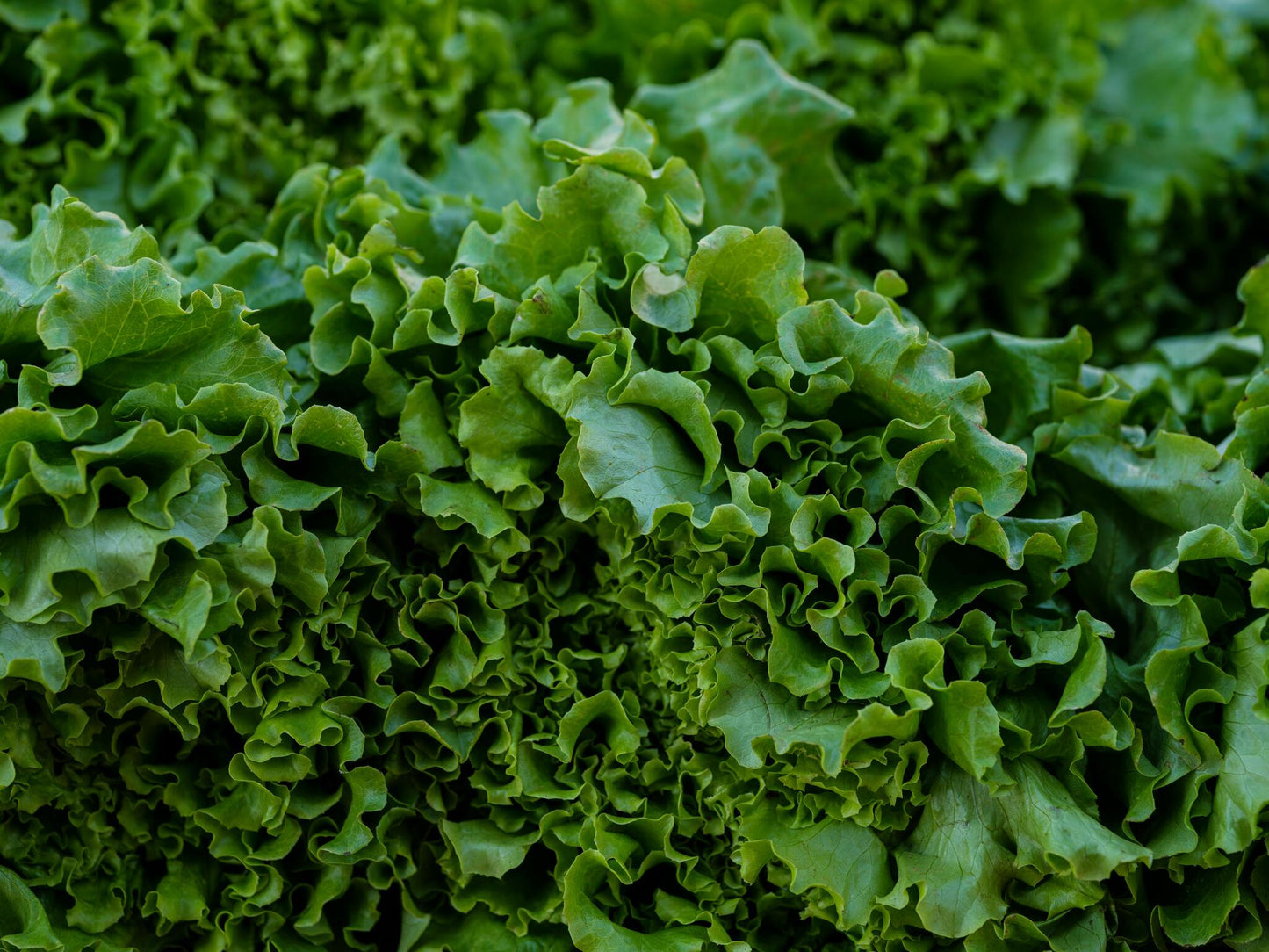Salata Lianabel